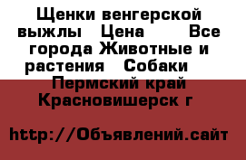 Щенки венгерской выжлы › Цена ­ 1 - Все города Животные и растения » Собаки   . Пермский край,Красновишерск г.